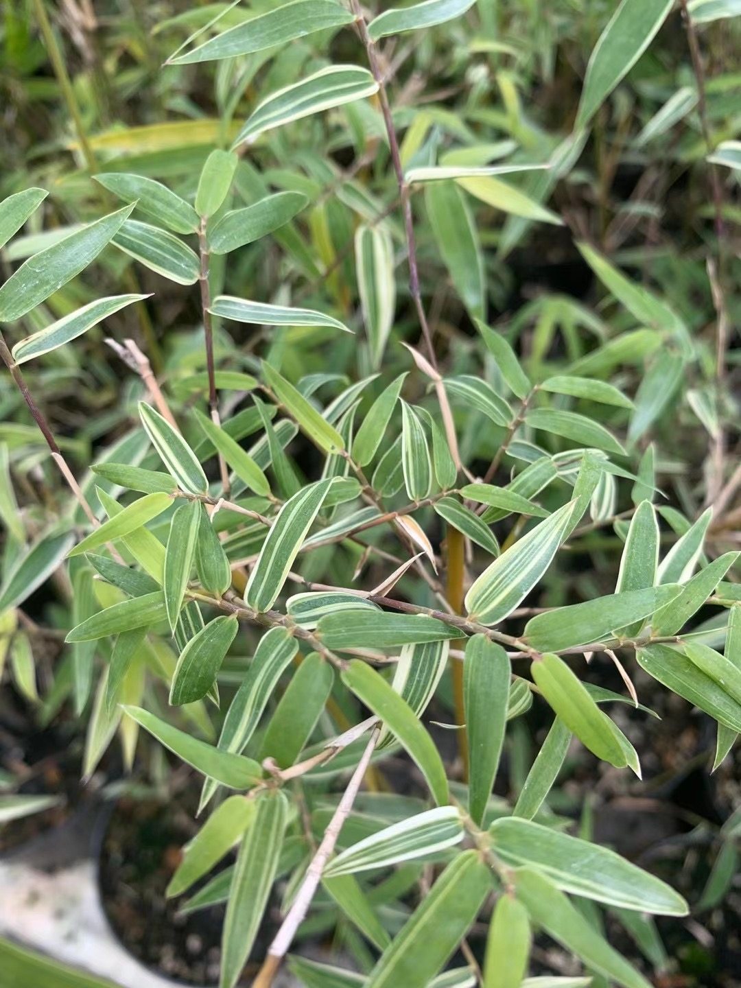 花叶唐竹观音竹叶艺品品种时令草本花卉