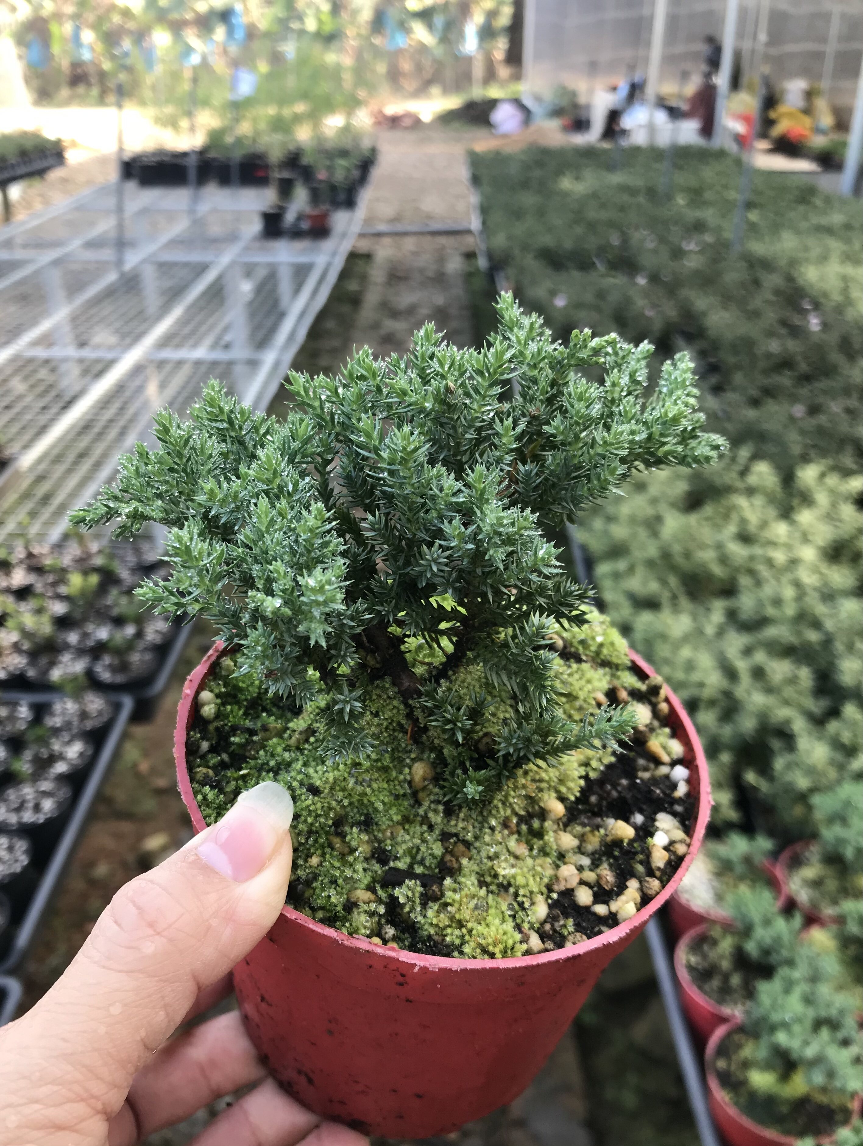 新西兰珍珠盆景植物室内迎客松真树绿植盆栽绿植