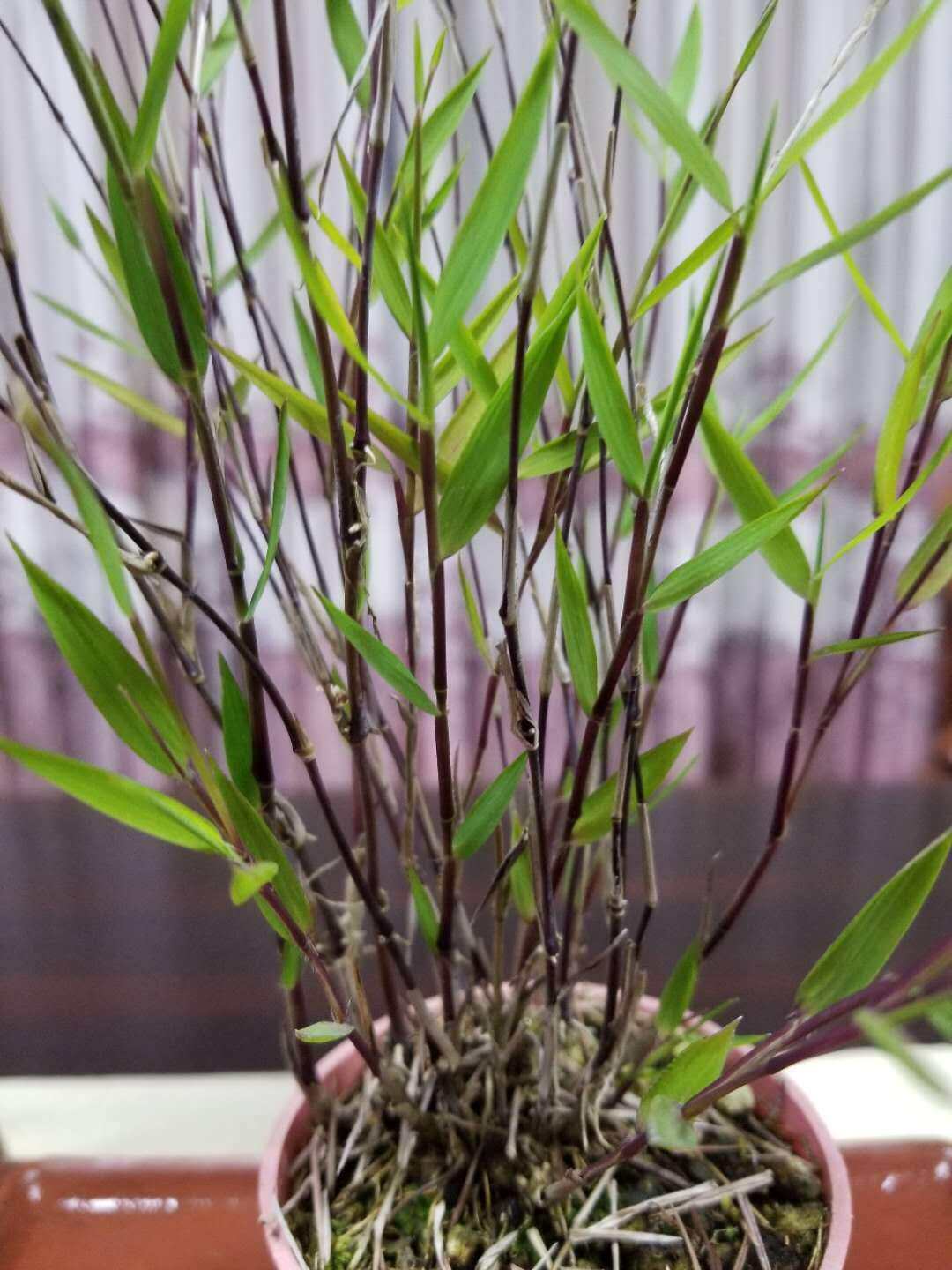 风竹绿植轴力微型迷你竹子澳洲斑入绿植