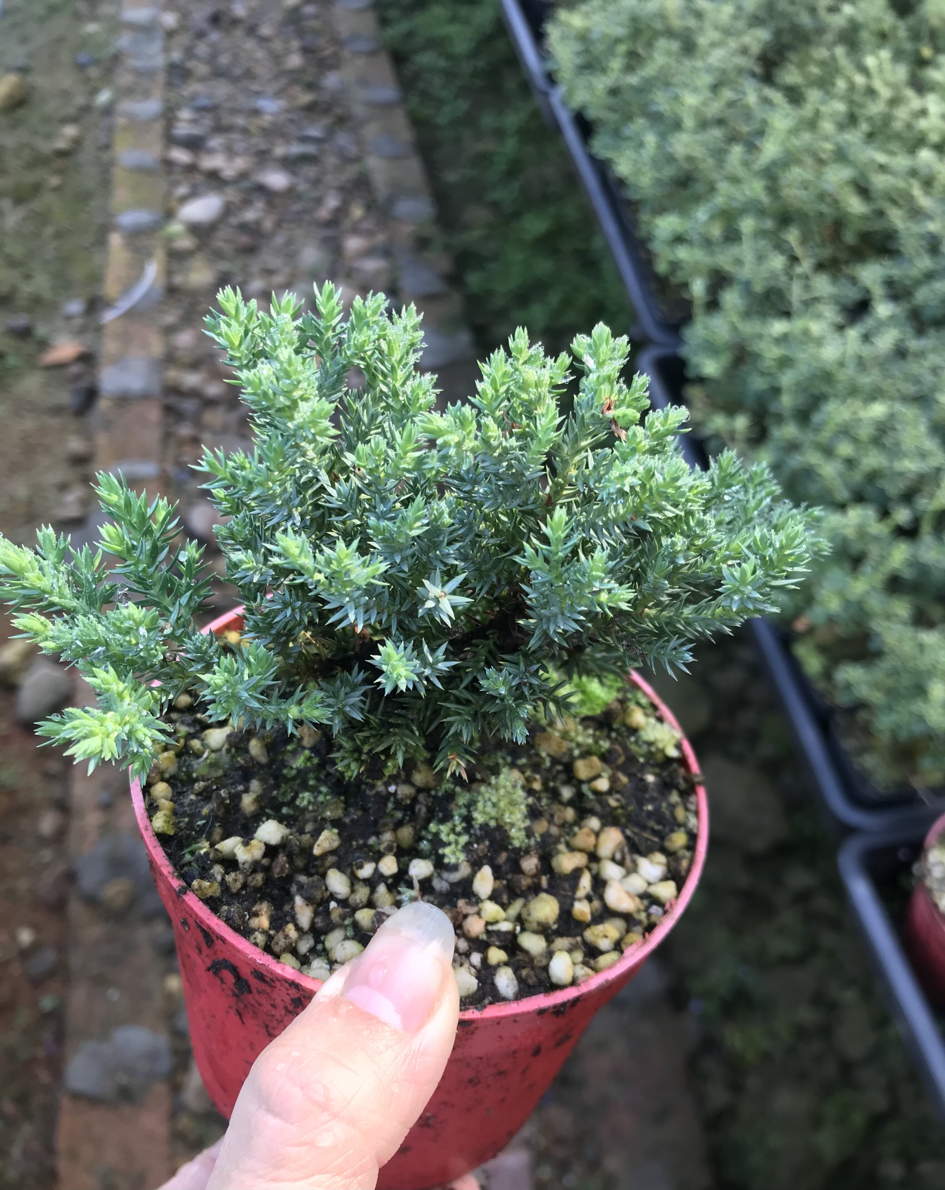 新西兰珍珠盆景植物室内迎客松真树绿植盆栽绿植