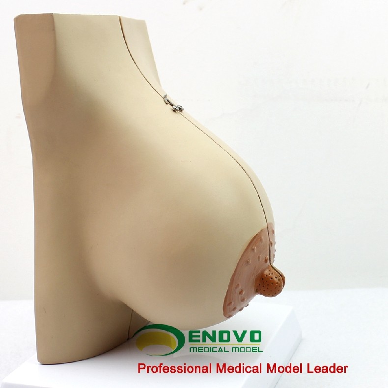 enovo颐诺女性哺乳期乳房模型乳腺解剖妇产科丰胸其他模型玩具