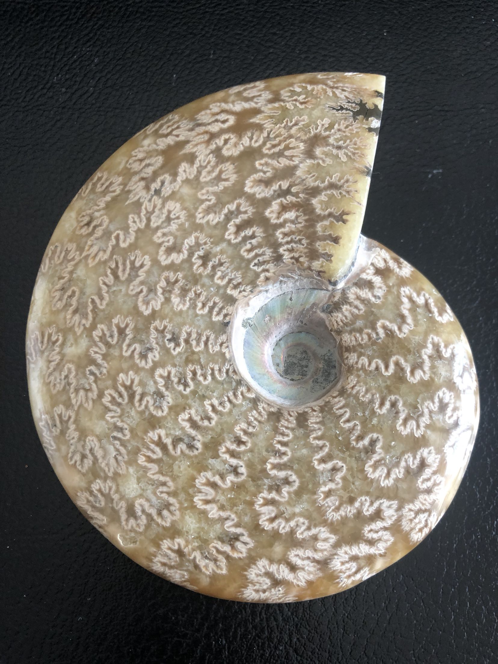 古生物化石玉化摆件完整清晰花纹菊石发财15cm摆件