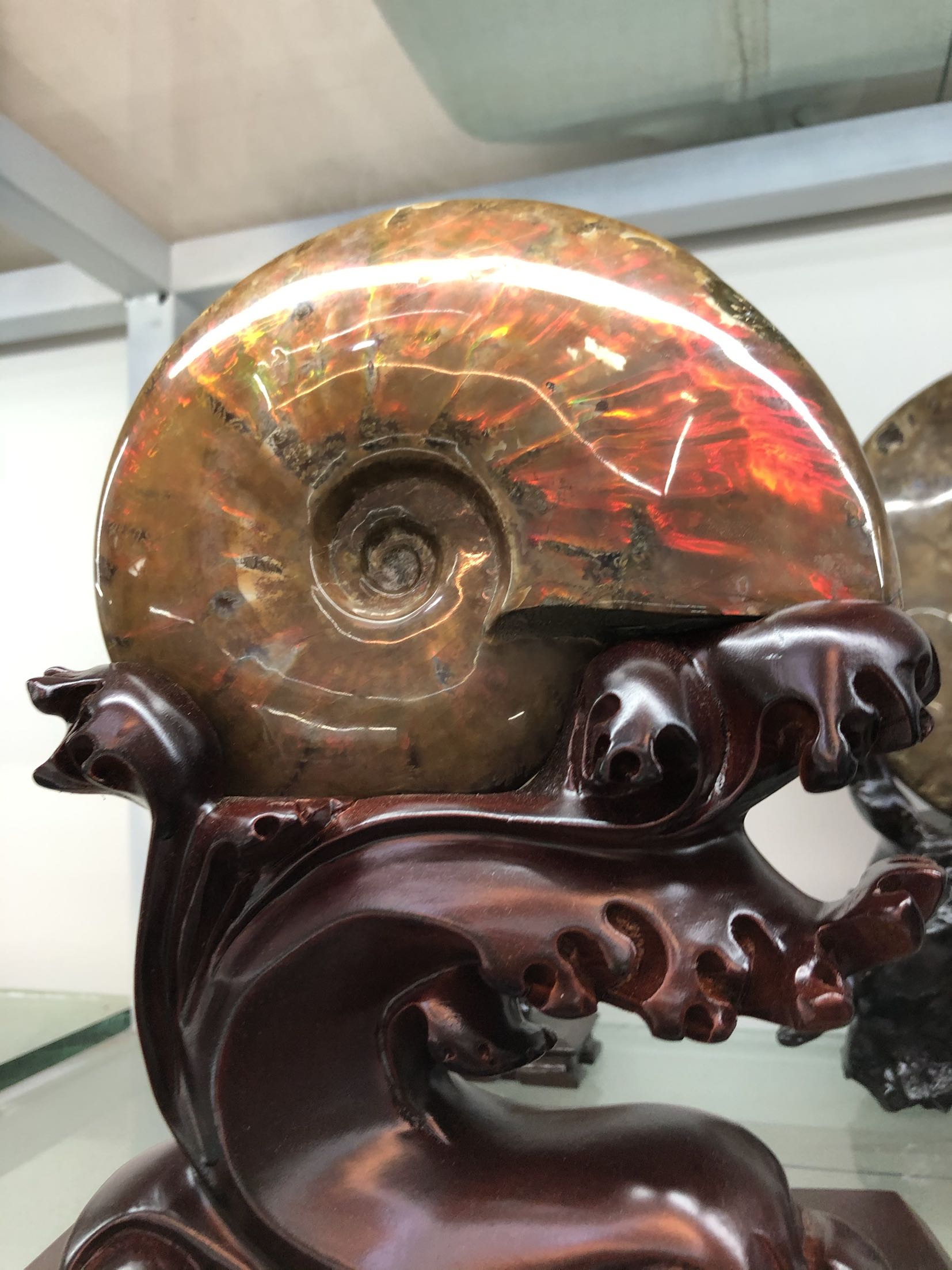 化石斑彩彩螺摆件古生物天然精品炫彩2斤摆件