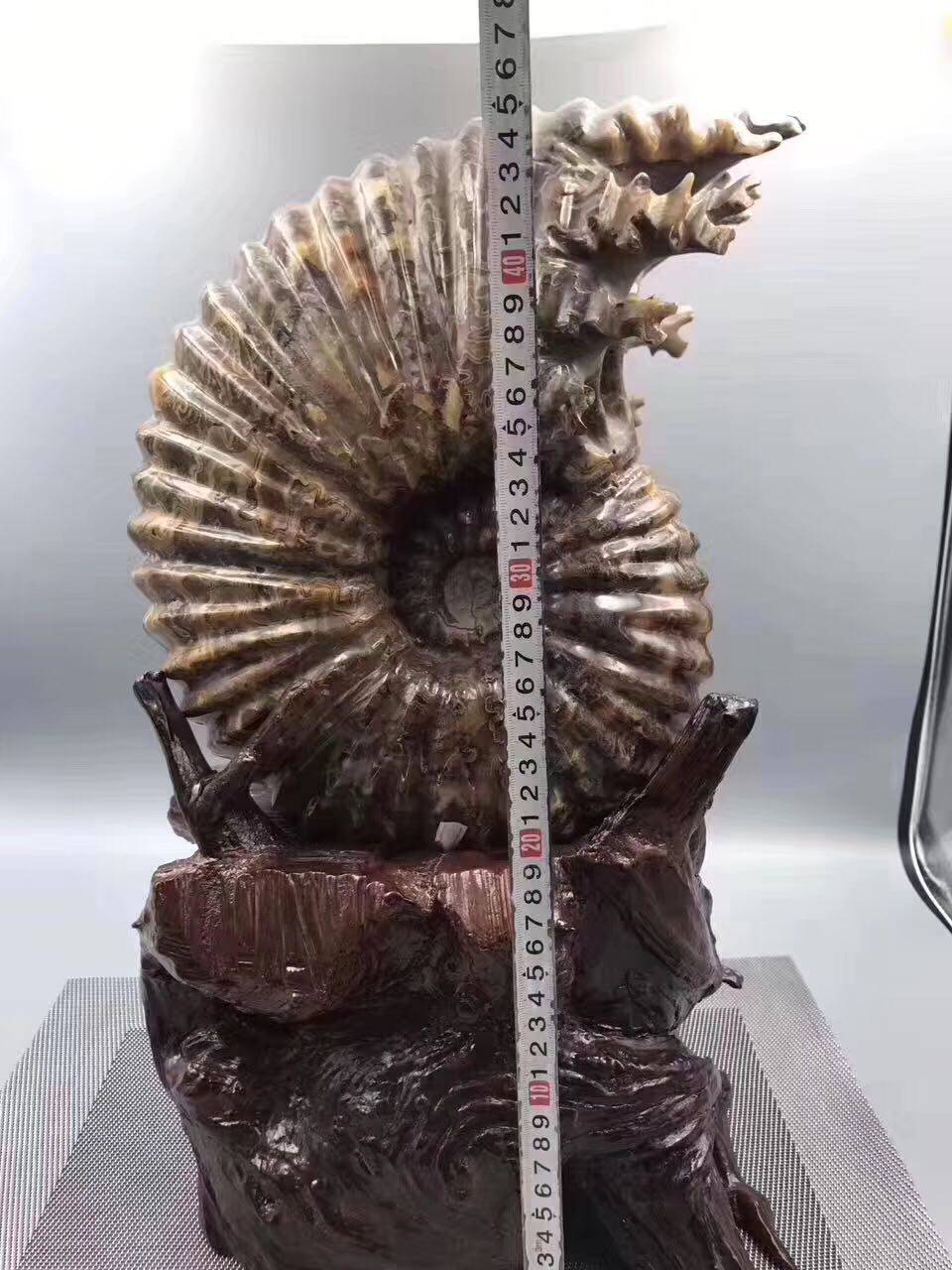 古生物化石天然马达加斯羊角摆件招财转运镇礼物摆件