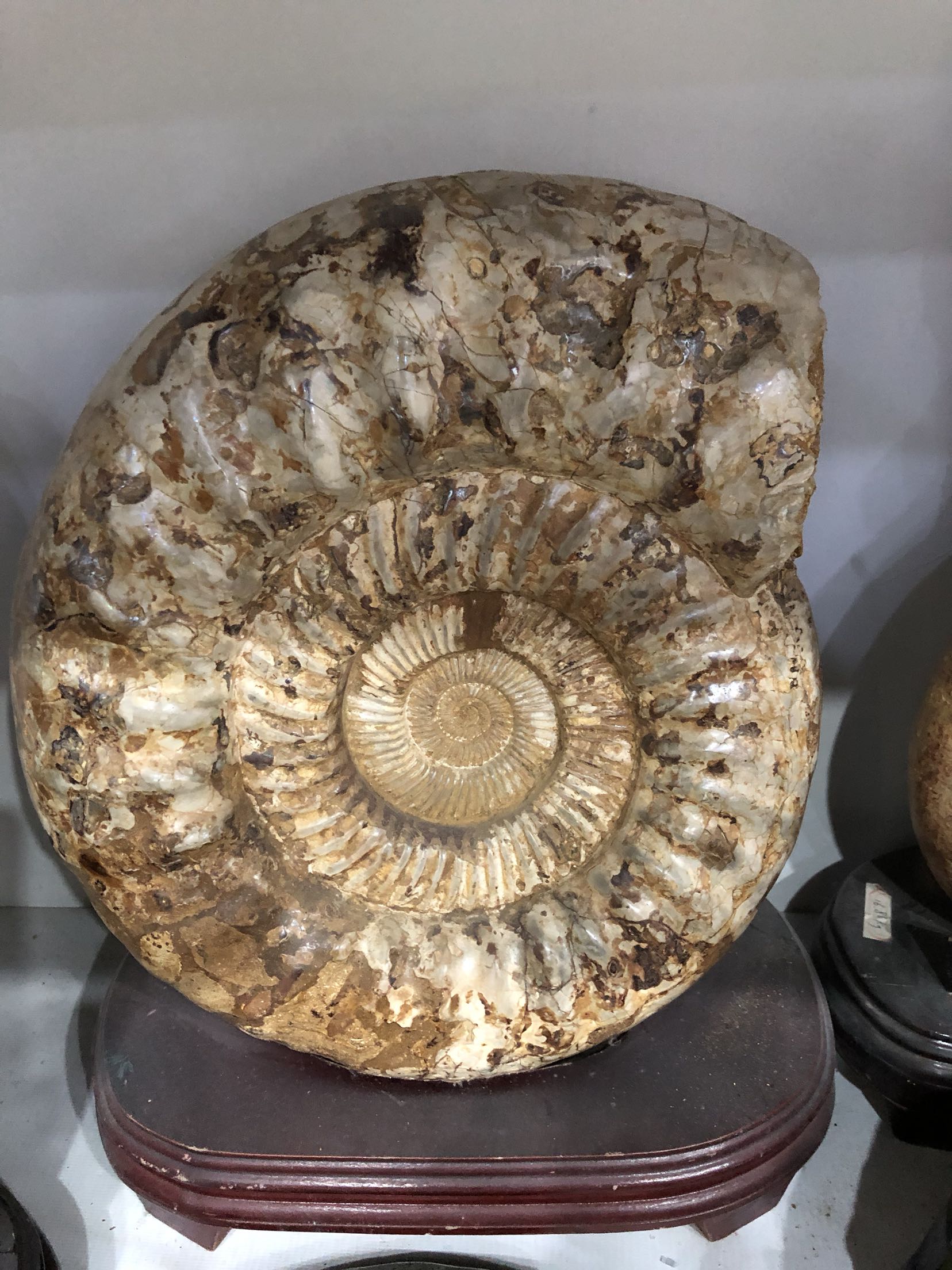 化石保真贝壳收藏天然菊石发财羊角摆件神风摆件