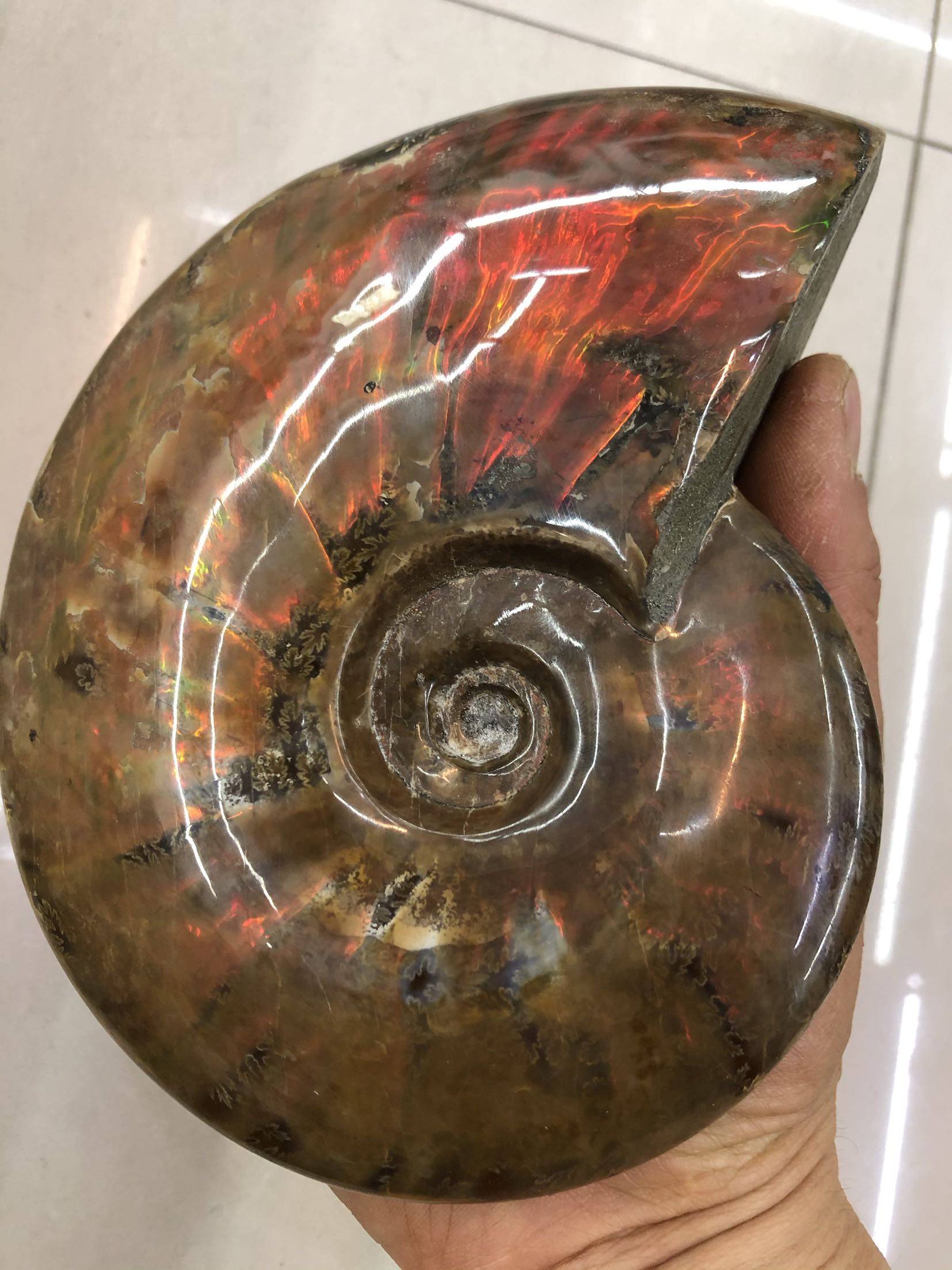 化石斑彩彩螺摆件古生物天然精品炫彩2斤摆件