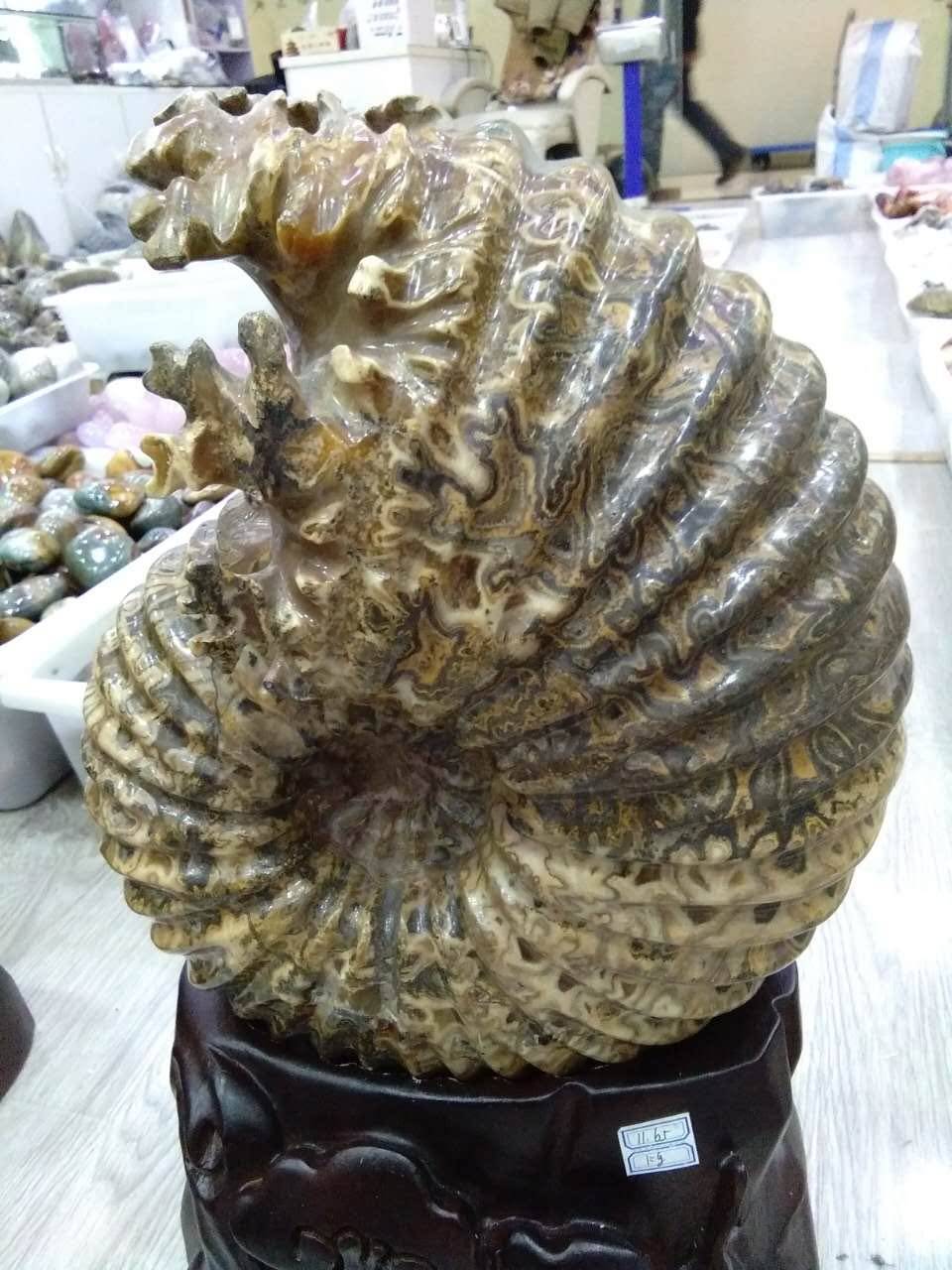 化石正品羊角标本马达加斯窦唯玉化发财收藏摆件