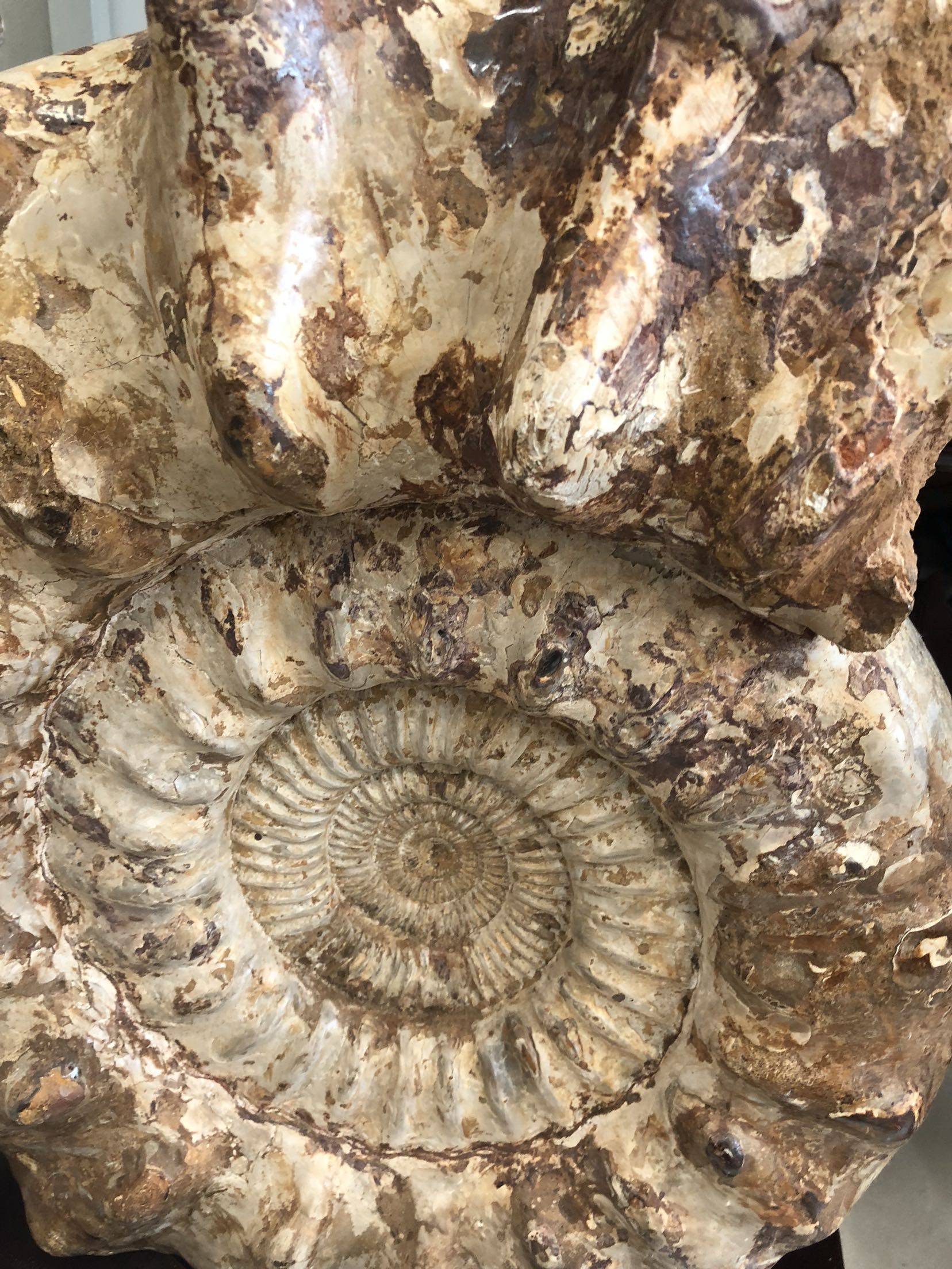 化石古生物标本白羊角羊角菊石摆件镇礼物发财摆件摆件