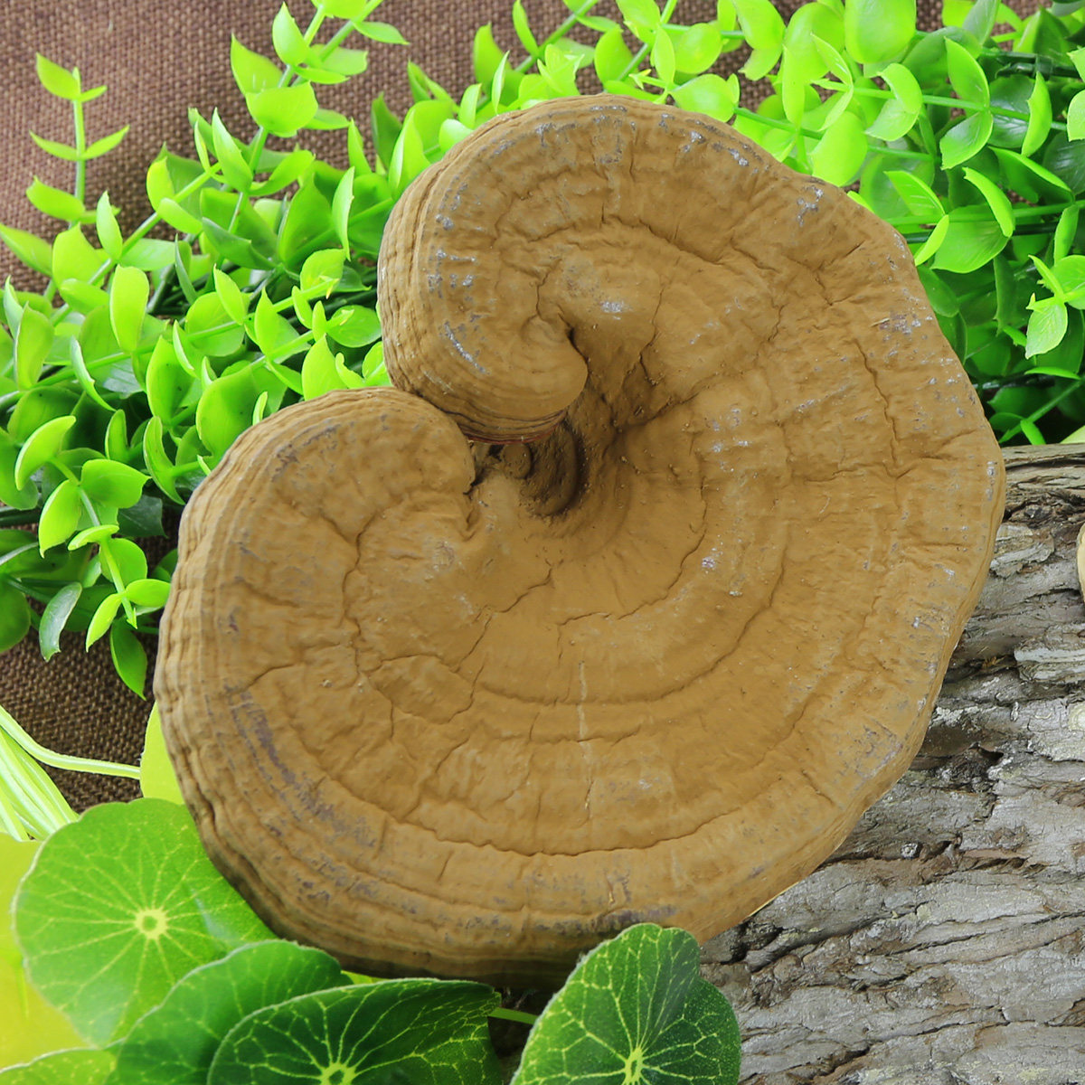 林中宝整朵灵芝赤灵芝长白山特产绿袋装250g非切片煲汤节日礼品