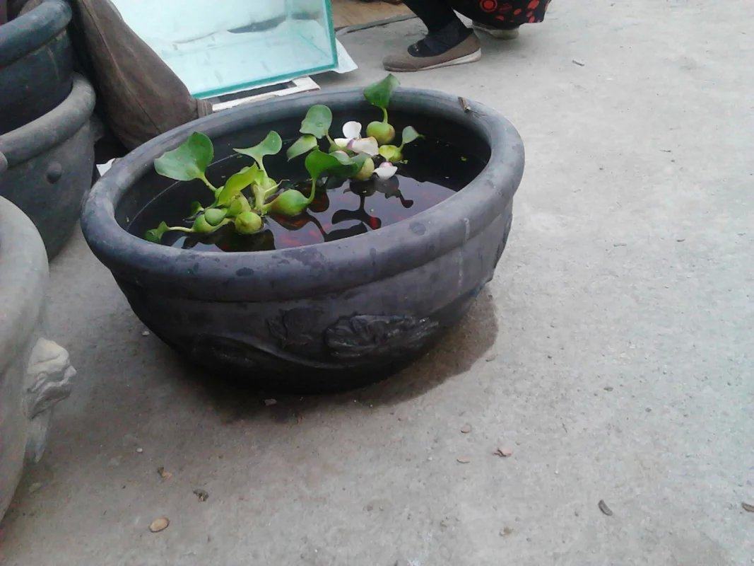 50cm莲花鱼盆仿古金鱼瓦盆澄江泥黑陶家用金鱼缸陶土鱼盆木海陶瓷