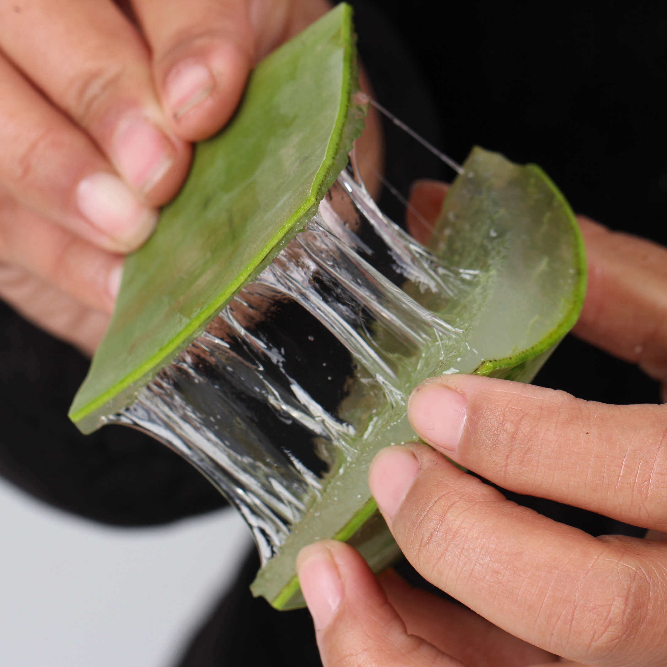 芦荟美国国库拉索美容灌肤美容院专用盆栽室内绿植