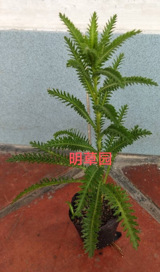 云南西南西洋高山蓍欧蓍草地下蜈蚣草多叶锯草绿植