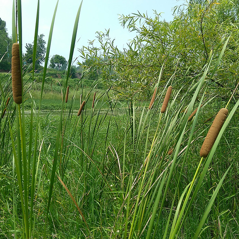 野生新鲜现采蒲棒药材蒲包草鬼蜡烛蒲棰蒲厘蒲槌毛水蜡烛实棒槌草