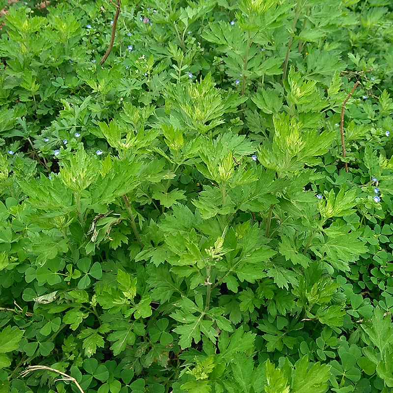 新鲜野生现采艾叶艾草艾蒿青团粑粑清明果天然蕲艾叶泡脚艾灸包邮