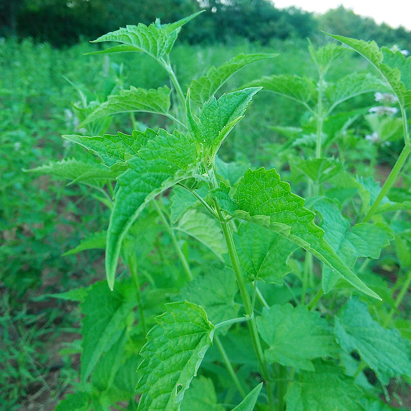 新鲜藿香叶80后荷香叶鱼香叶蒸蛋煎鱼去腥作料五香叶茶500克包邮