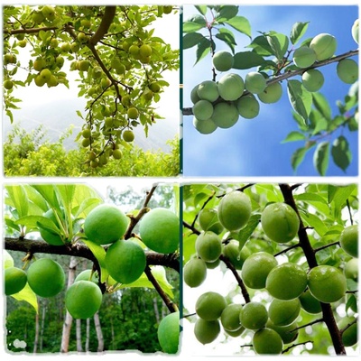 青梅果现野生福建诏安散装梅子泡酒生酸梅酵素果子梅类制品功效与作用