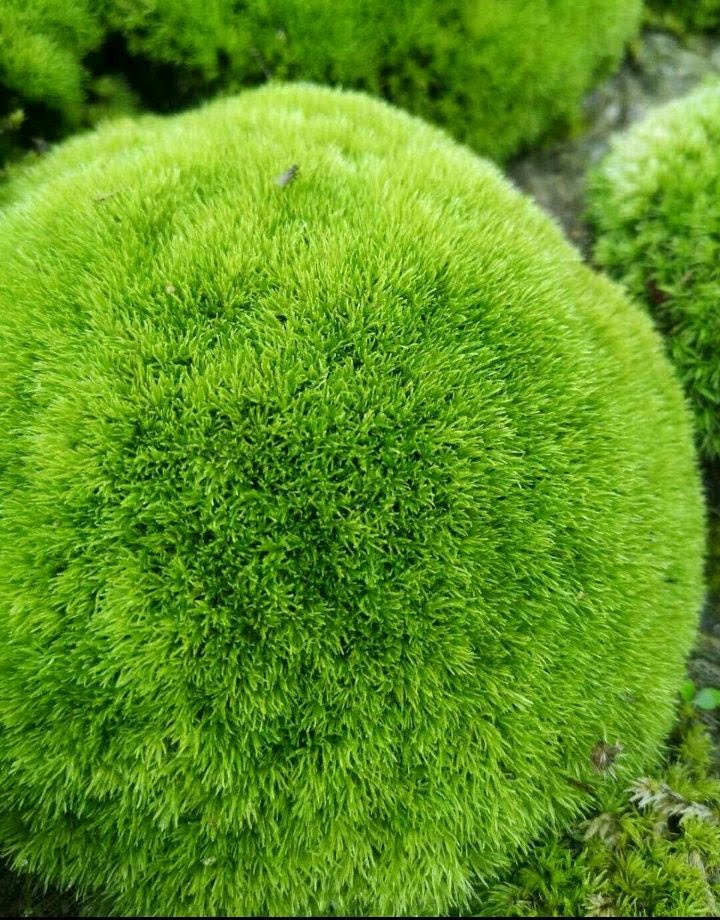 鲜活平方花盆假山1平方半平方苔藓星星灰藓藓大创意迷你植物