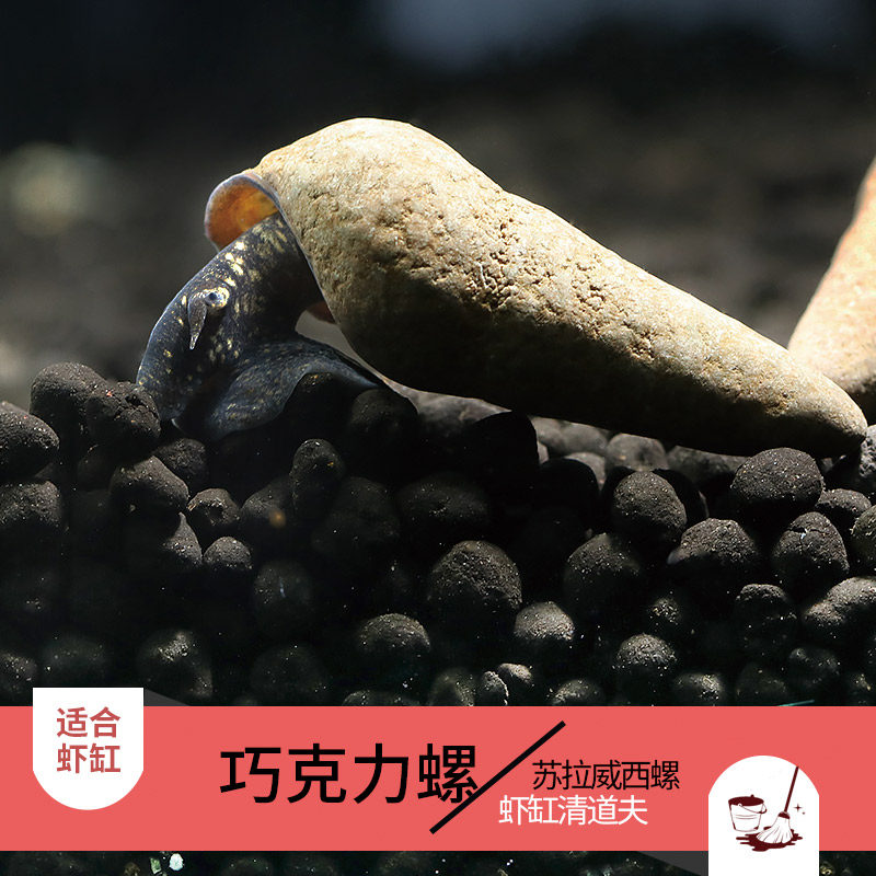 优鱼水族活体螺苏拉威西巧克力螺清洁螺草缸虾缸清道夫胎生苏螺