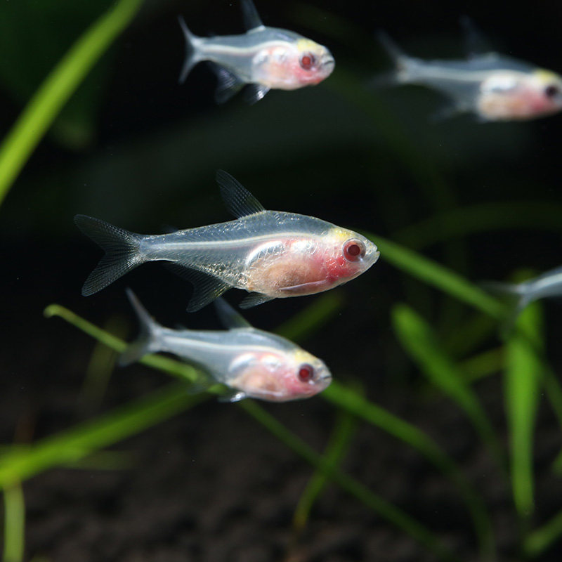观赏鱼热带鱼灯科鱼红玻璃小型鱼灯鱼淡水草缸群鱼