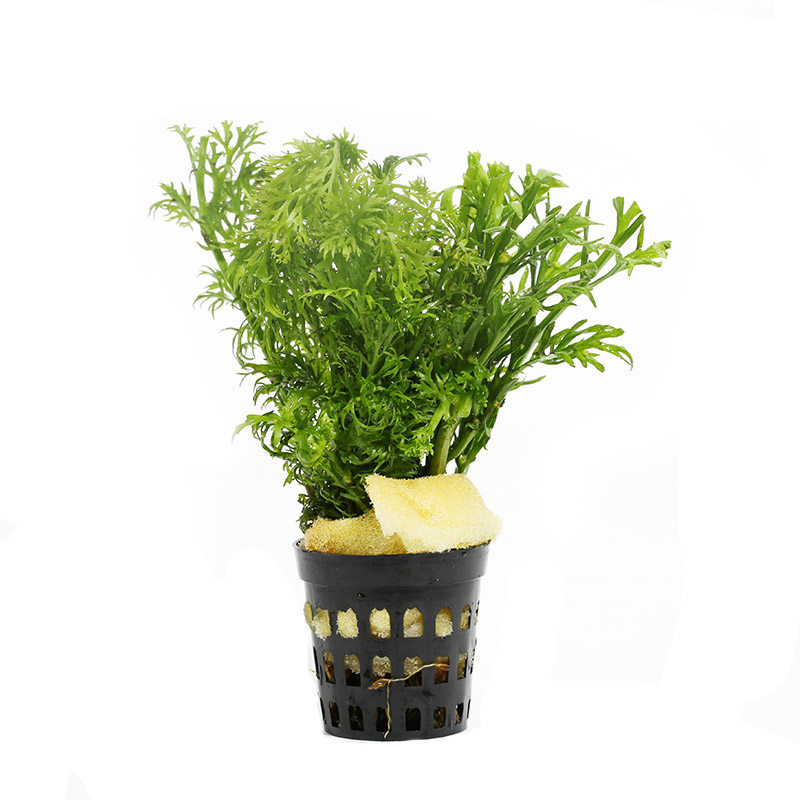 金钱优鱼前景水草造景鱼缸自然红叶鱼缸罗兰波黄水草