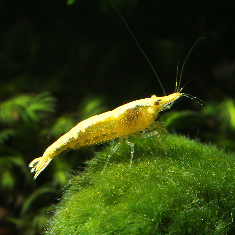宽条金背黄金米工具藻虾观赏鱼缸宠物虾宽条原生虾