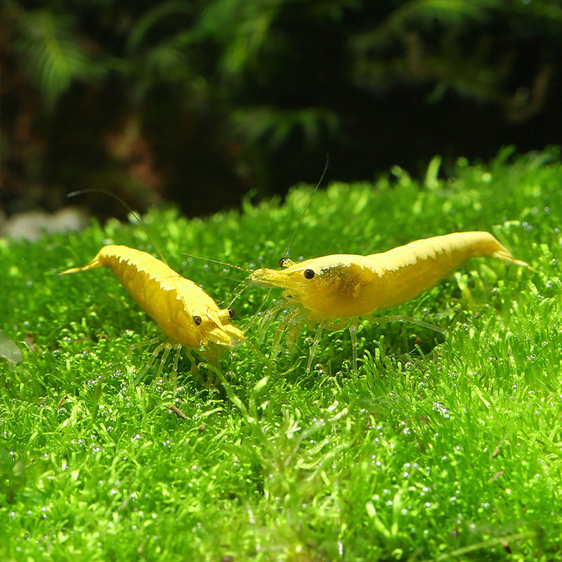 宽条金背黄金米工具藻虾观赏鱼缸宠物虾宽条原生虾