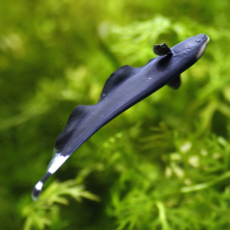 羽毛刀魔魔鬼刀鱼鱼怪古代观赏鱼淡水热带鱼活体鱼