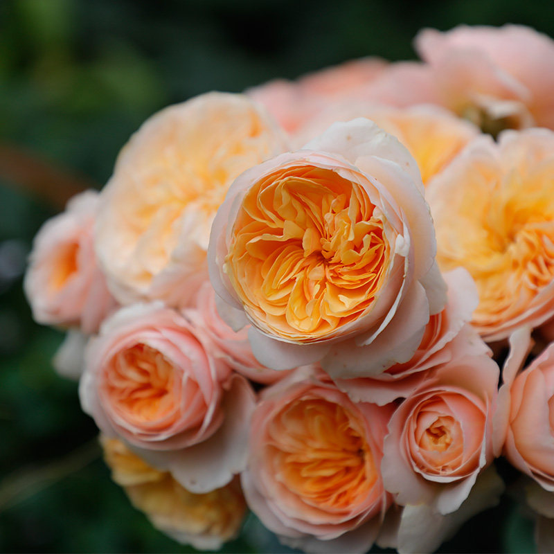 朱丽叶蓝暴等灌木庭院地栽花园植物玫瑰花 天狼月季 美植袋苗 成品