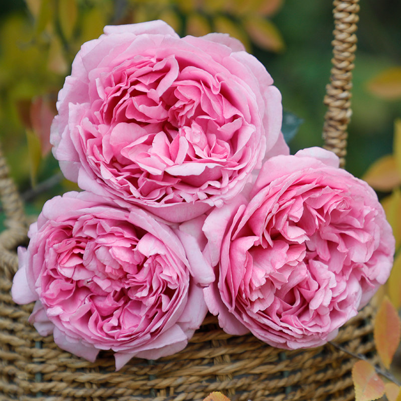 天狼月季 伊芙系列小苗 伊芙四号贵族香水等品种大花浓香盆栽花卉