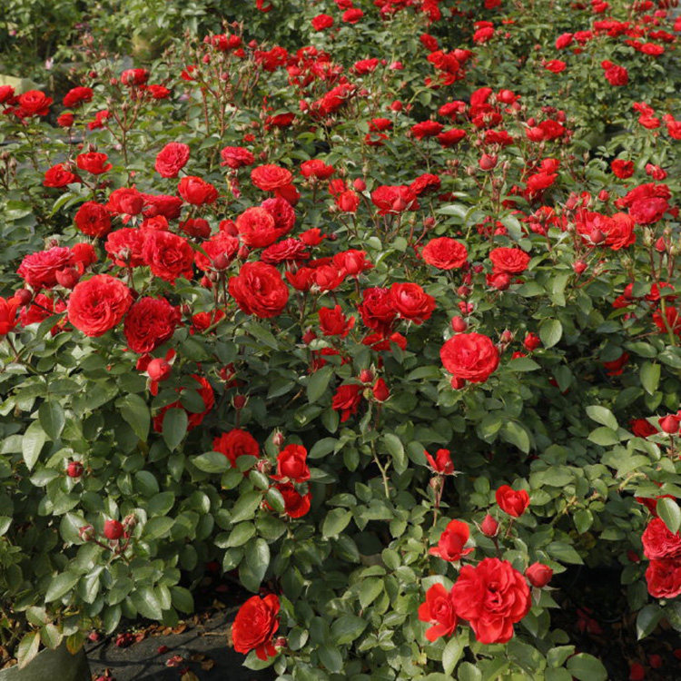 天狼月季奇卡花环2.5升盆栽多季丰花灌木庭院花卉