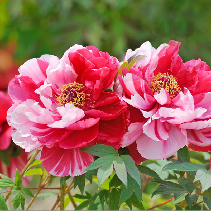 天狼预售洛阳牡丹岛锦16cm盆栽年宵花卉