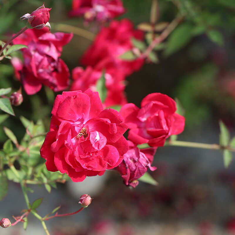 月季天狼赤龙含珠25升盆栽中国古老庭院露台时令草本花卉