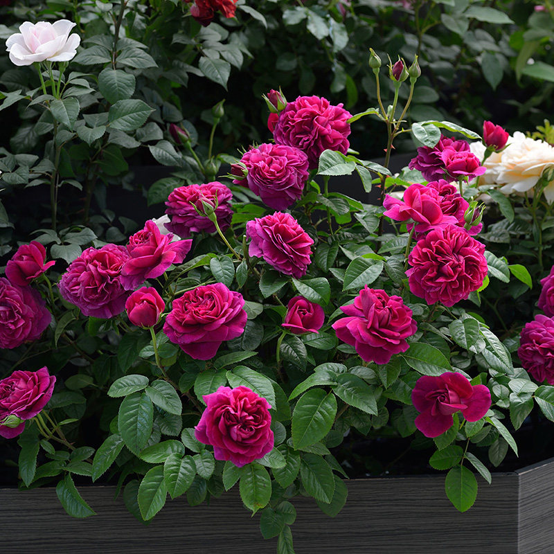 盆栽天狼月季隐喻25升多季灌木庭院露台植物时令草本花卉