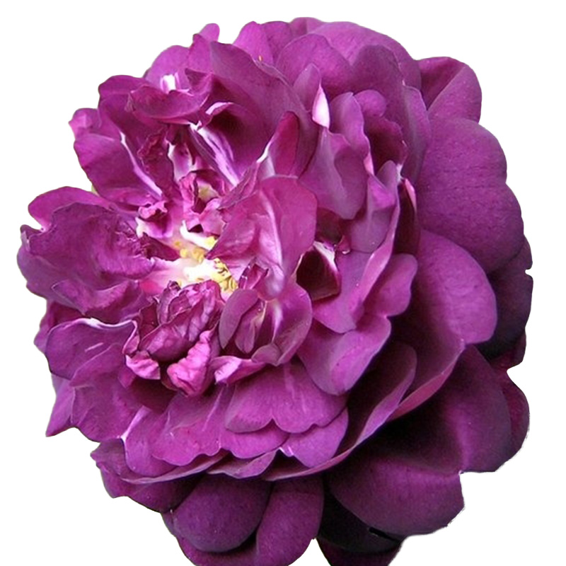 盆栽天狼月季黎塞留主教25升多季庭院露台地栽月季