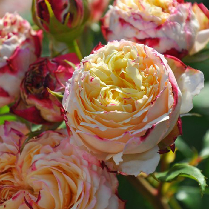 天狼月季水果月季玫瑰多季日系浓香抗病杂交茶香月季