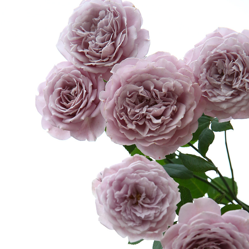 盆栽天狼月季蓝色物语25升多季开花露台花园时令草本花卉