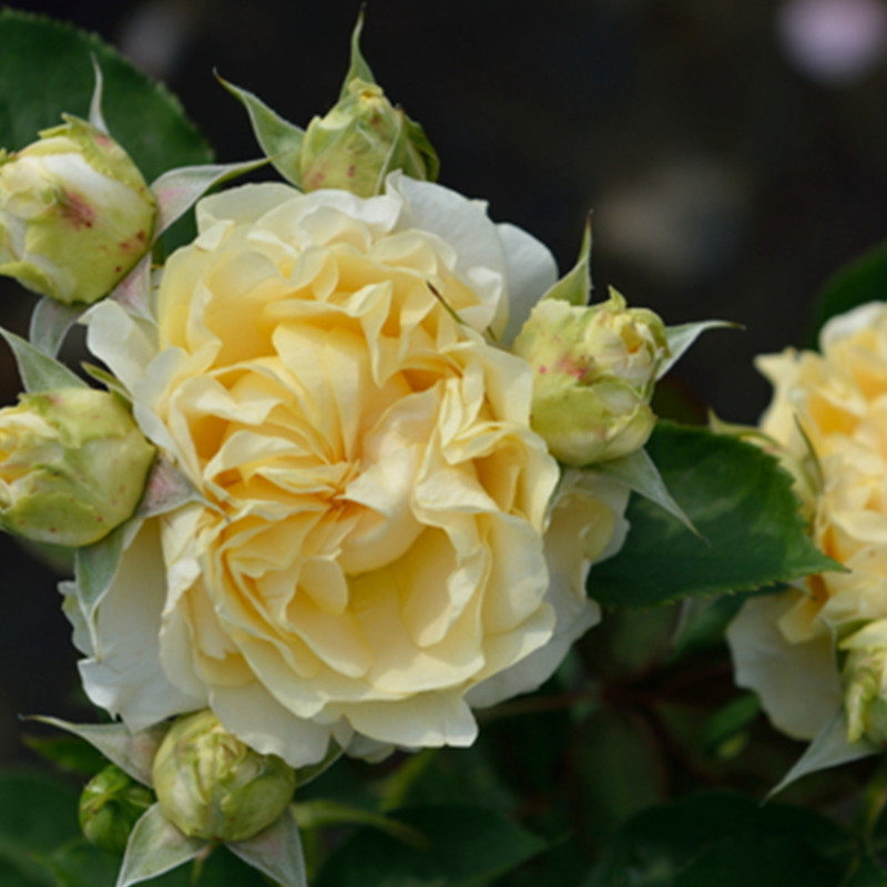 盆栽天狼月季大键琴25升多季灌木日月庭院露台时令草本花卉