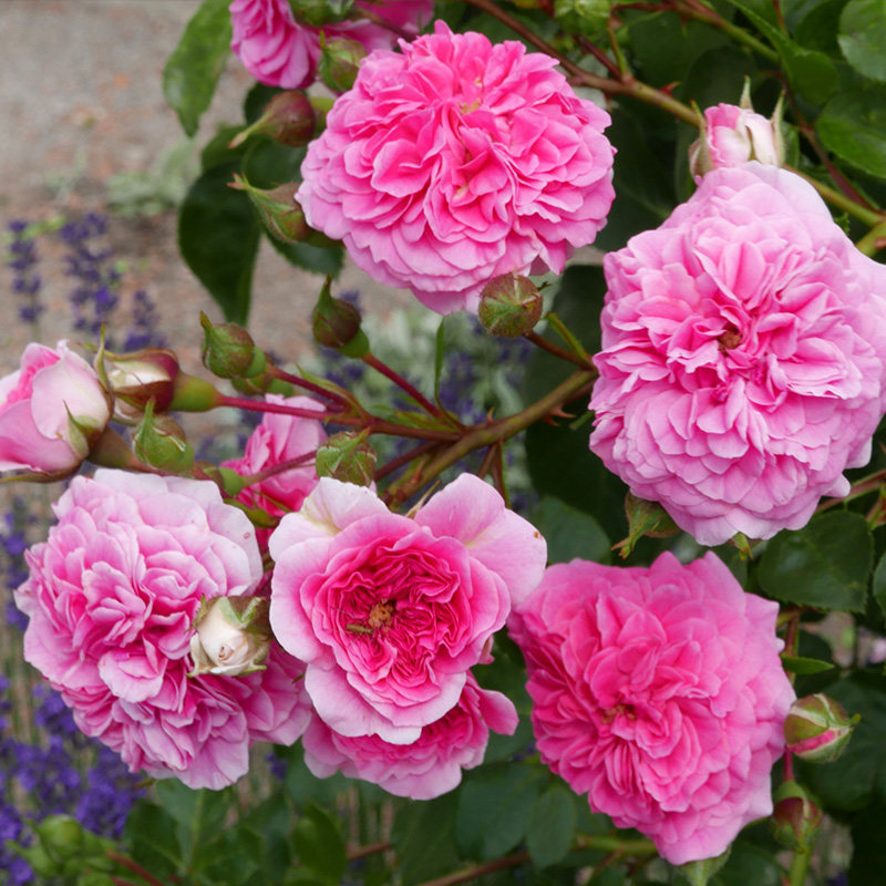 月季盆栽天狼天鹅25升多季丰花露台花园植物月季