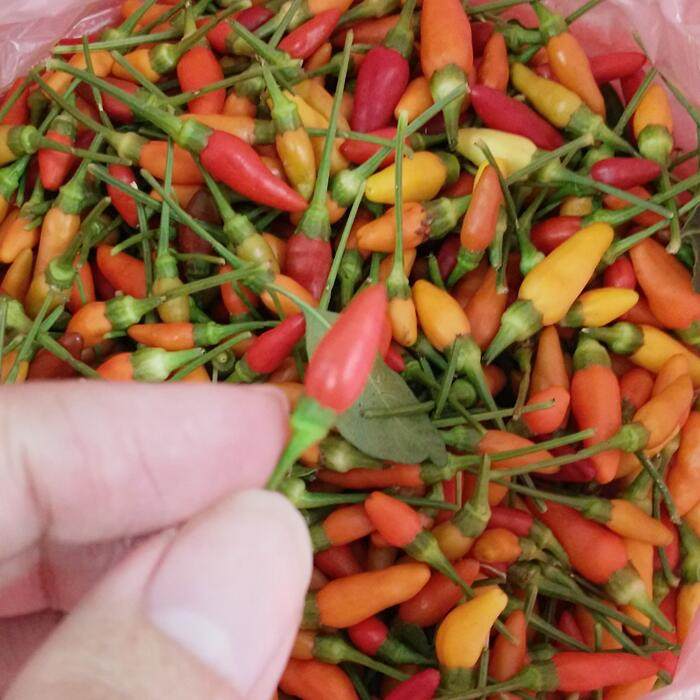 海南特产文昌本土新鲜野生小米椒红辣椒小辣椒特辣调味蘸料50粒装