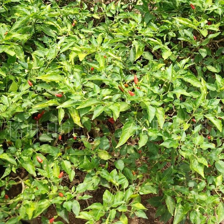 海南特产文昌本土新鲜野生小米椒红辣椒小辣椒特辣调味蘸料50粒装