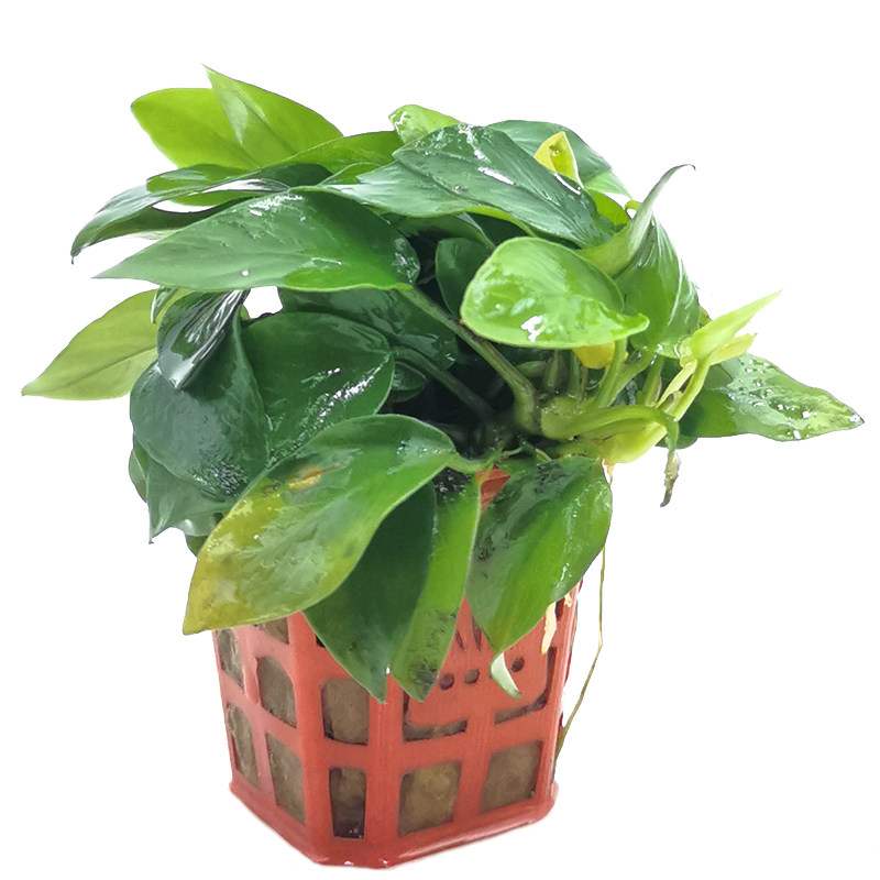 黄金榕水族箱中景阴性绑沉好养新手植物活体水榕水草