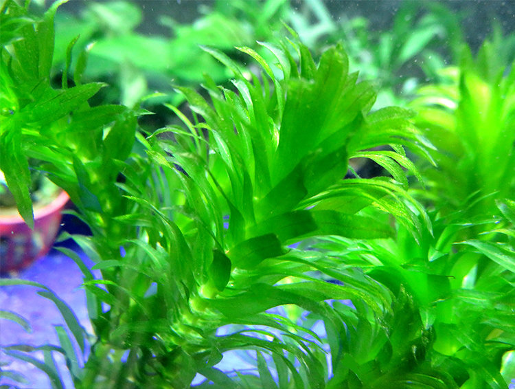 水草蜈蚣5支新手入门植物高植物淡水后景中后造景水草