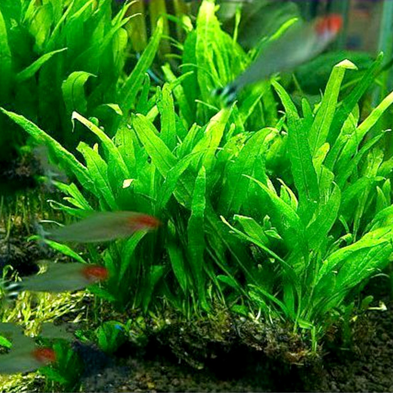 皇冠草中后景大叶懒人水草自养淡水水草