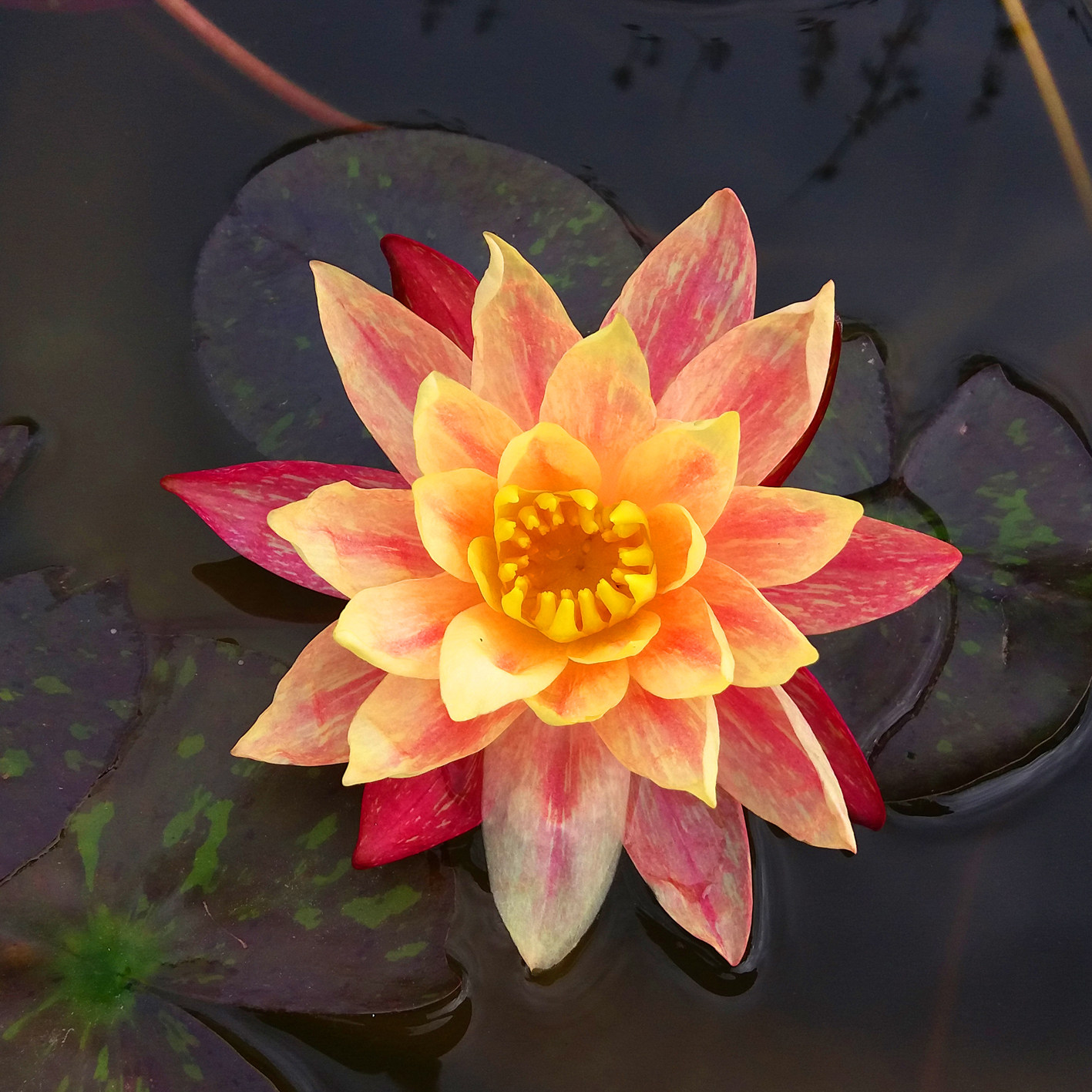 万维莎 耐寒睡莲 国际睡莲冠军 花色多变 几率双色花 根块带花苞