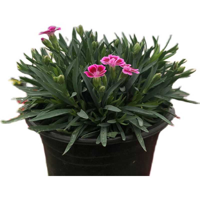 石竹初吻蜜桃派紫色婚礼盆栽室内花园庭院花卉四季开花不断清香