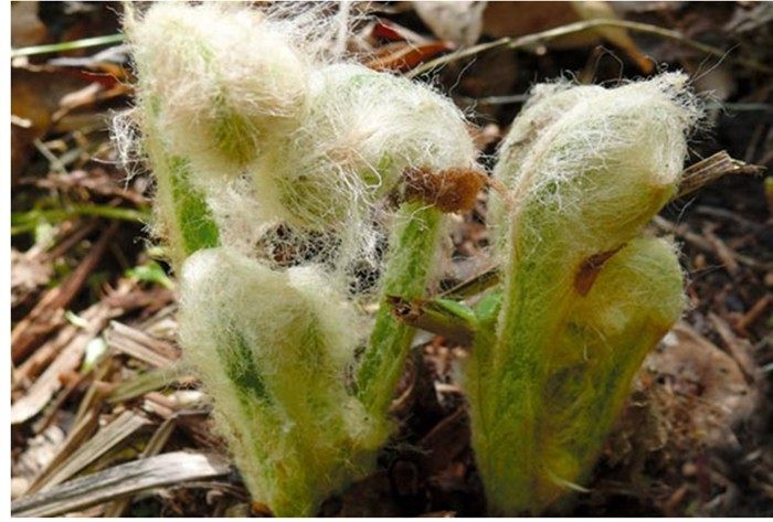 东北特产薇菜干牛毛广250g山菜拍2份包邮 - 多券