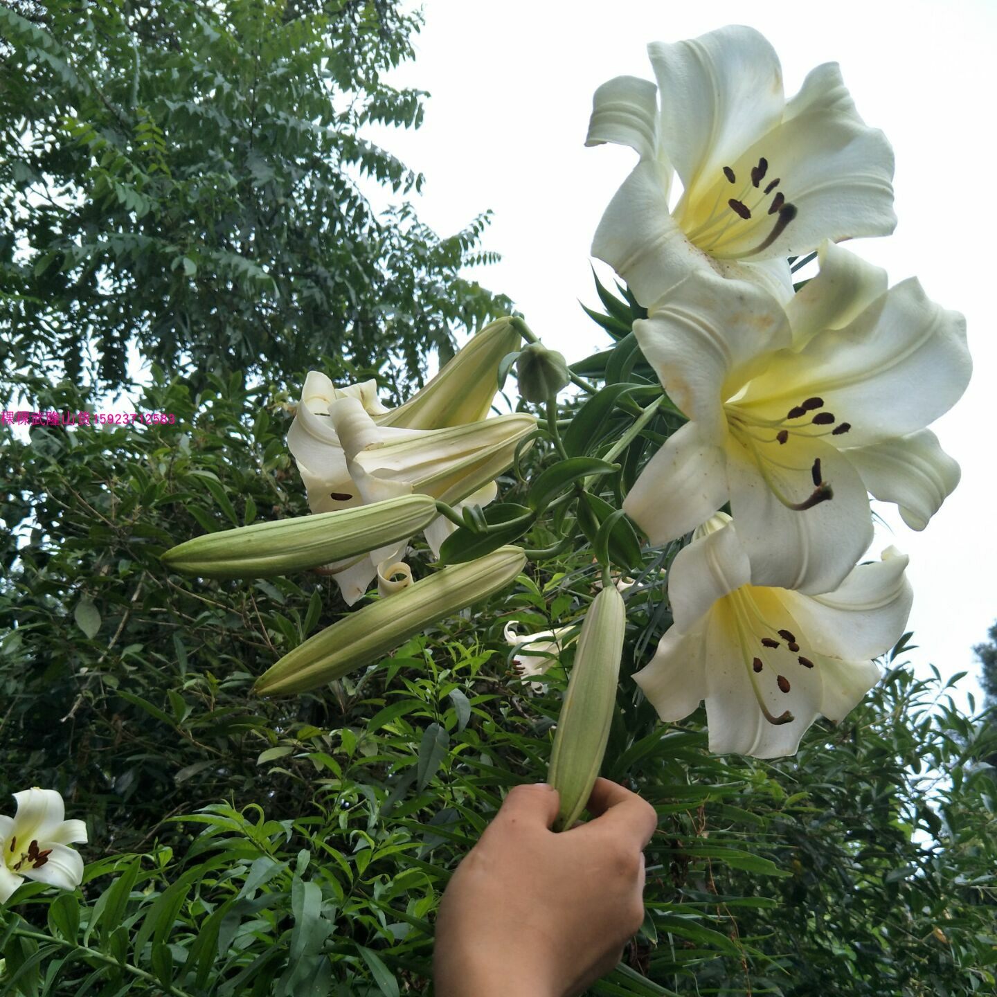 百合种球食用新鲜野生宜昌岷江药食千叶王百合种球