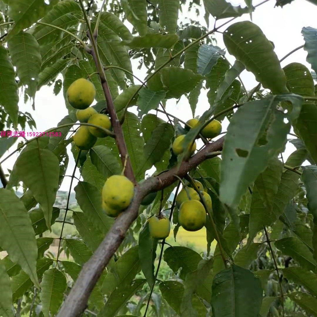 酸枣树苗果树嫁接当年结果鼻涕稀有盆栽地栽果树