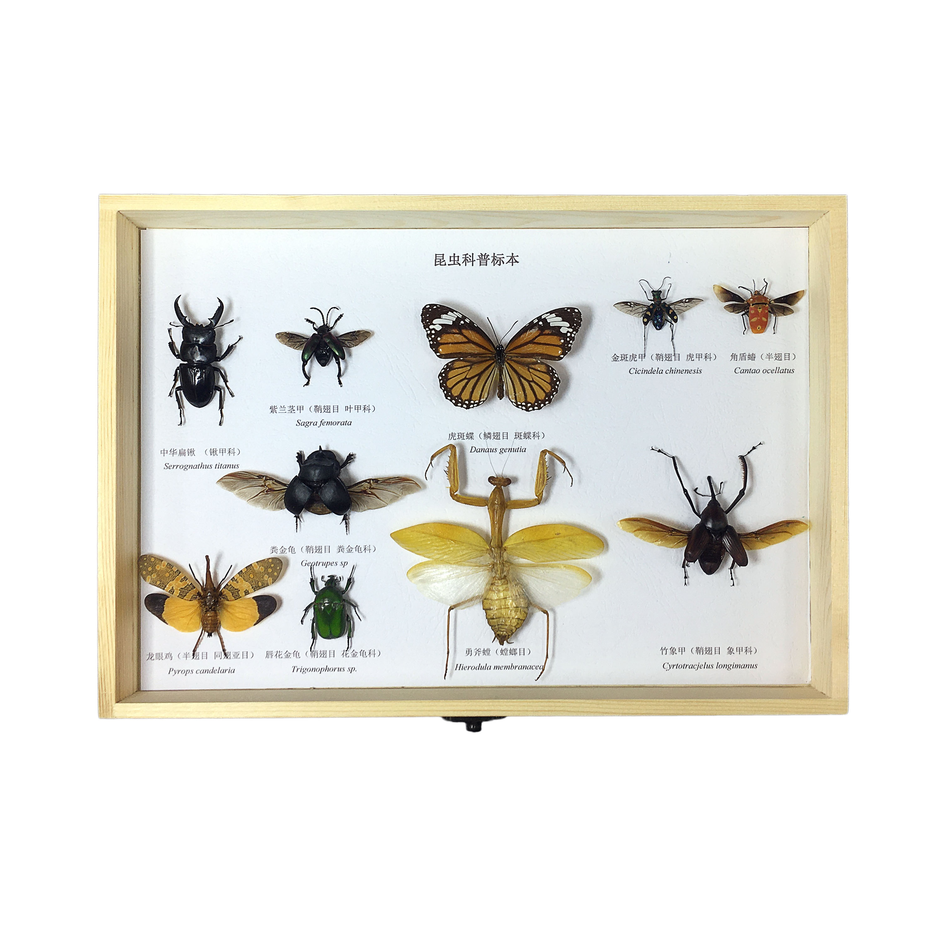标本蝶语昆虫蝴蝶原木立体天牛甲虫学生学生科标本类装饰画