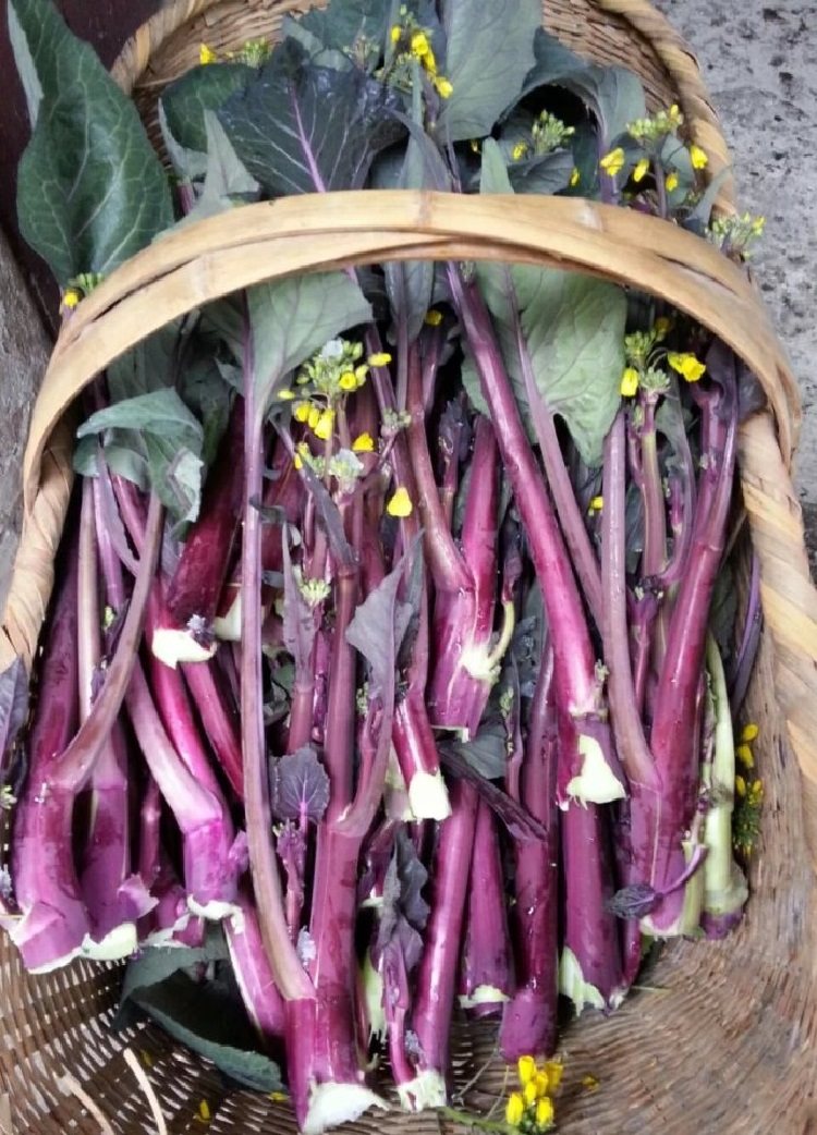 武汉菜心种菜农家紫菜5斤特产湖北洪山菜苔其它